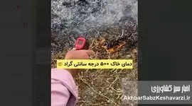 سوزاندن بقایای کشاورزی؛ فاجعه‌ای خاموش برای سلامت و حاصلخیزی خاک+ ویدئو