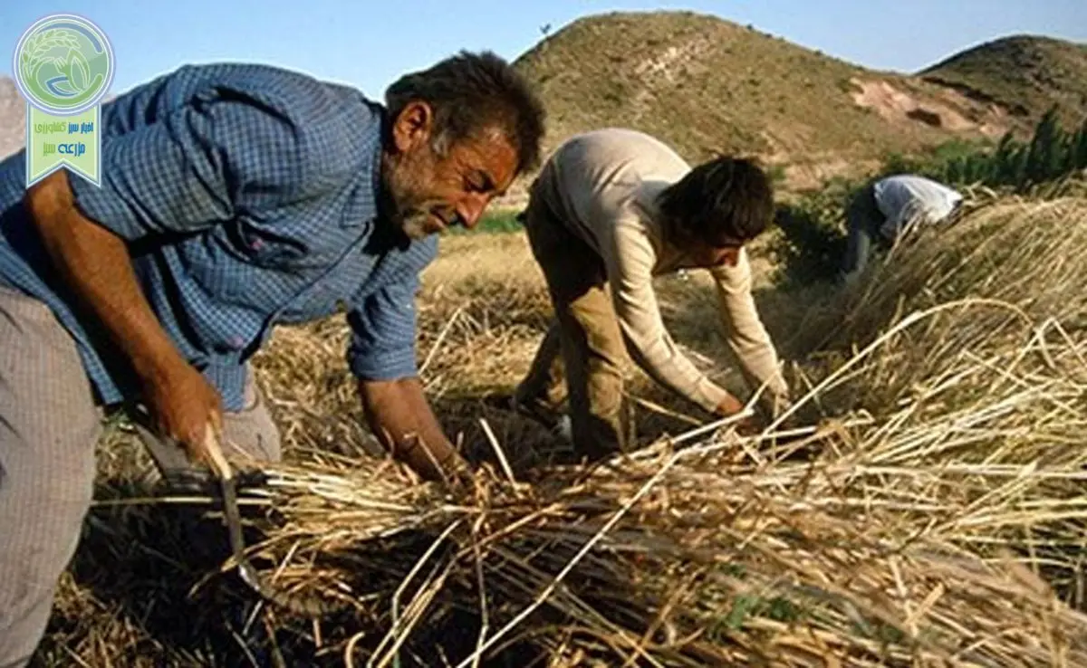 پرداخت 40 همت از مطالبات گندمکاران به زودی

