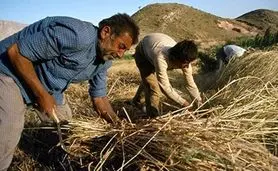 پرداخت 40 همت از مطالبات گندمکاران به زودی

