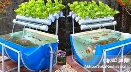 کشت آکواپونیک؛ وقتی ماهی‌ها و گیاهان هوشمندانه با هم کار می‌کنند