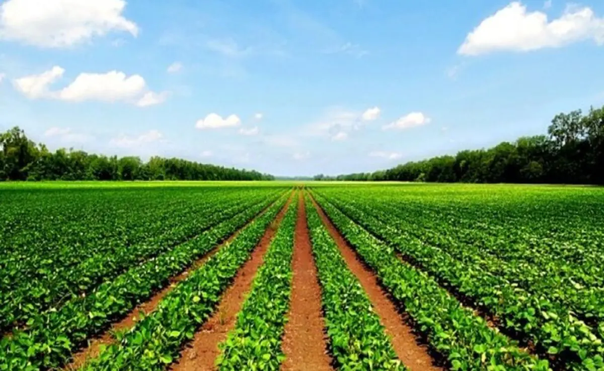 کشاورزی فراسرزمینی؛ نسخه نجات امنیت غذایی یا پاک‌کردن صورت‌مسئله کم‌آبی؟