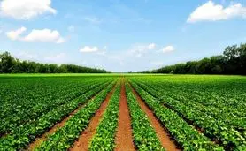 کشاورزی فراسرزمینی؛ نسخه نجات امنیت غذایی یا پاک‌کردن صورت‌مسئله کم‌آبی؟