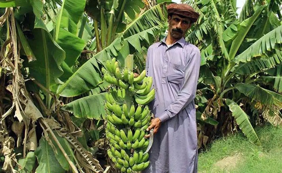 خودکفایی موز؛ رویای تحقق یافته در سیستان و بلوچستان

