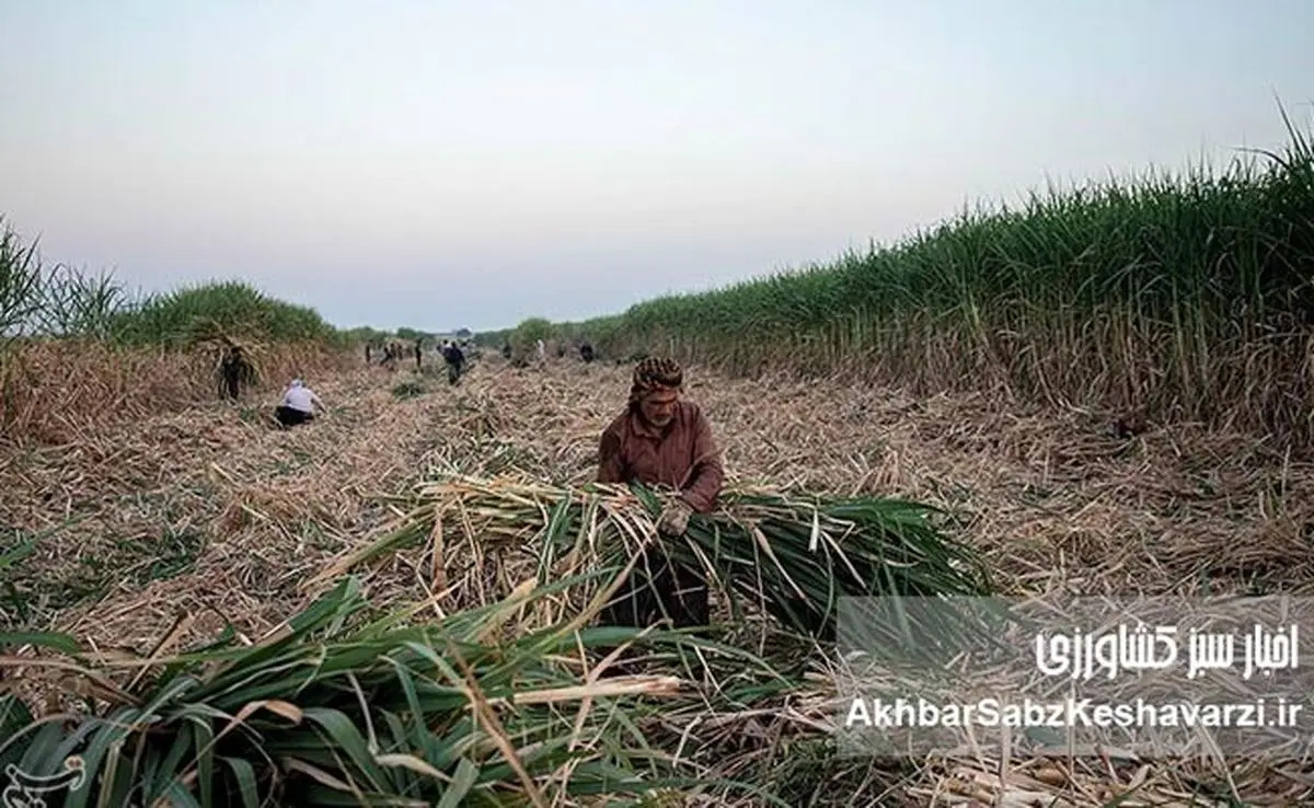 جانباختن در گرمای خوزستان؛ وقتی سود کارفرما بر جان کارگران ارجحیت دارد!