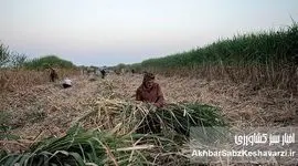 جان‌باختن در گرمای خوزستان؛ وقتی سود کارفرما بر جان کارگران ارجحیت دارد!
