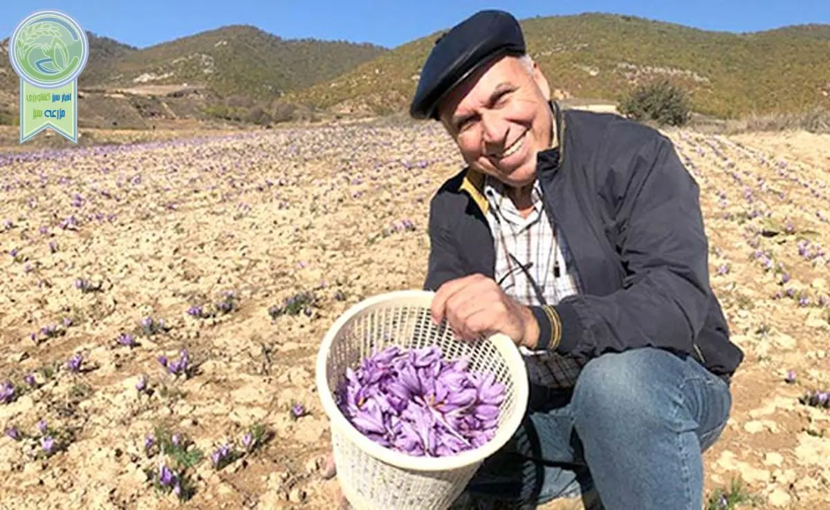 زعفران روستای وامنان، سالم‌ترین زعفران کشور+ ویدئو

