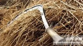 ​۴۰۰۰ سال تاریخ در یک دانه: بازگشت گندم خراسان، گنجینه‌ای باستانی به سفره‌های ایرانی