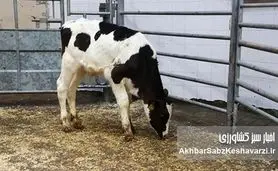 تب برفکی در دامداری‌های کشور ادامه دارد؛ زنگ خطر برای تولید گوشت و شیر