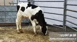 تب برفکی در دامداری‌های کشور ادامه دارد؛ زنگ خطر برای تولید گوشت و شیر