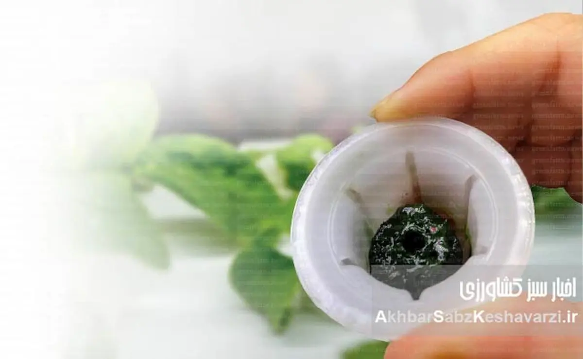 کنترل جلبک در هیدروپونیک: راهنمای جامع مقابله با دشمن پنهان ریشه گیاهان+ ایفوگرافی