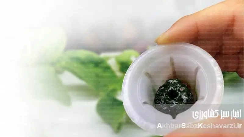 کنترل جلبک در هیدروپونیک: راهنمای جامع مقابله با دشمن پنهان ریشه گیاهان+ ایفوگرافی 