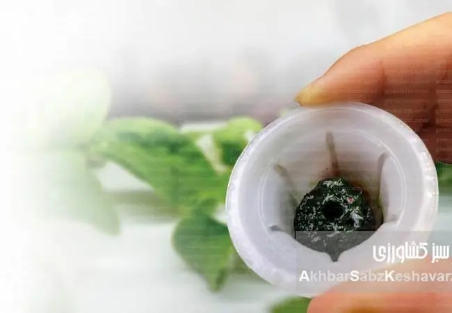 کنترل جلبک در هیدروپونیک: راهنمای جامع مقابله با دشمن پنهان ریشه گیاهان+ ایفوگرافی 