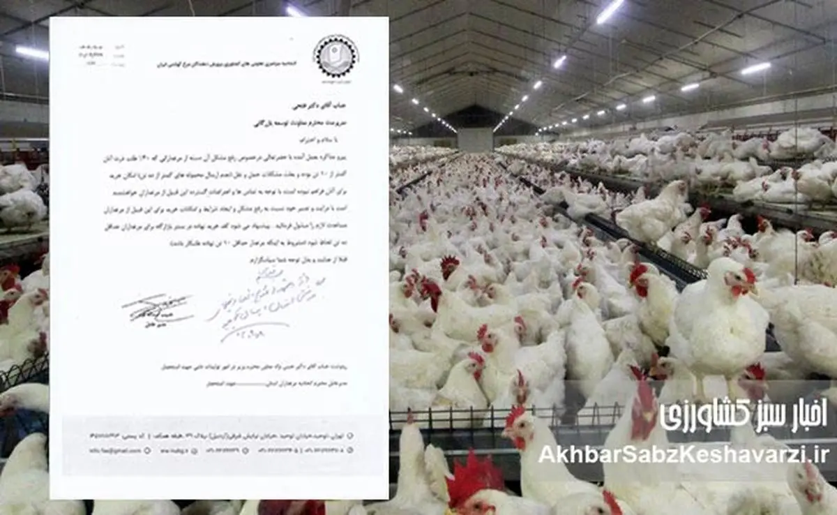 اتحادیه سراسری مرغداران گوشتی: بازارگاه قفل شده، تولید مرغ در آستانه سقوط+نامه