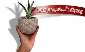 پرورش آناناس در خانه

