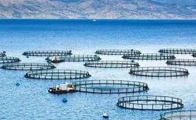 تحقق اشتغالزایی و رونق تولید با پرورش ماهی در قفس

