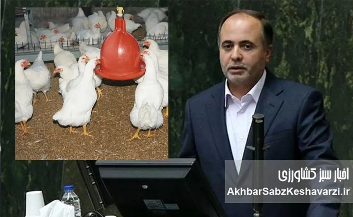 نمایندگان نوری قزلجه را تهدید کردند؛ مرغ‌ها از بی‌غذایی به «دیگرخواری» افتاده‌اند