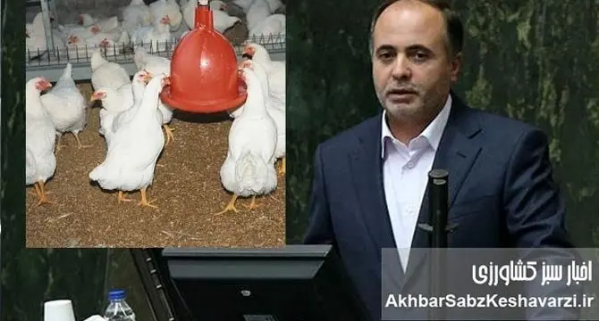 نمایندگان نوری قزلجه را تهدید کردند؛ مرغ‌ها از بی‌غذایی به «دیگرخواری» افتاده‌اند