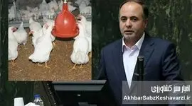 نمایندگان نوری قزلجه را تهدید کردند؛ مرغ‌ها از بی‌غذایی به «دیگرخواری» افتاده‌اند