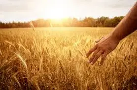 چگونه کشاورزی می تواند به صلح کمک کند؟