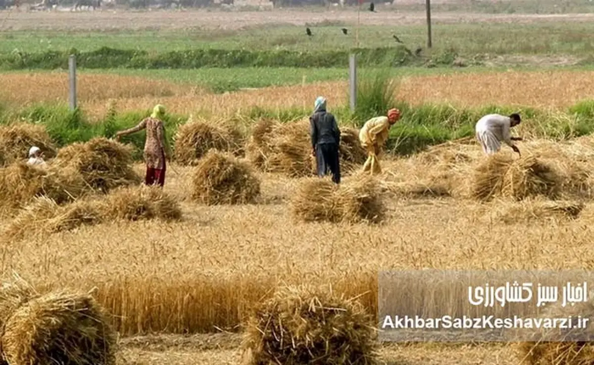 مطالبات گندمکاران؛ ضرورتی اجتنابناپذیر برای امنیت غذایی کشور