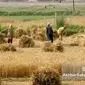 مطالبات گندمکاران؛ ضرورتی اجتناب‌ناپذیر برای امنیت غذایی کشور