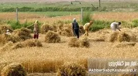 مطالبات گندمکاران؛ ضرورتی اجتناب‌ناپذیر برای امنیت غذایی کشور
