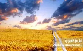 بیمه فراگیر گندم؛ پوشش بیش از ۷ میلیون هکتار زمین کشاورزی برای امنیت غذایی ایران