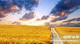 بیمه فراگیر گندم؛ پوشش بیش از ۷ میلیون هکتار زمین کشاورزی برای امنیت غذایی ایران