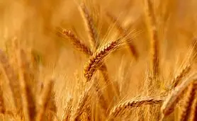 رونمایی از دو رقم جدید گندم دیم در مازندران با حضور معاون وزیر 