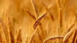 رونمایی از دو رقم جدید گندم دیم در مازندران با حضور معاون وزیر 