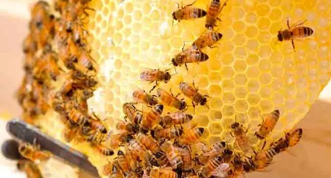 توسعه شرکت‌های دانش‌بنیان با محوریت دانشگاه‌ها در صنعت زنبورداری

