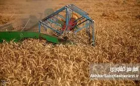 کاهش تولید گندم با قیمت‌گذاری ناعادلانه: آیا خودکفایی از دست می‌رود؟