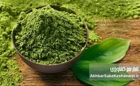 ماچا یا چای سبز؟ داستان پرطرفدارترین نوشیدنی سبز این روزها