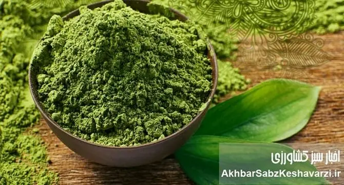 ماچا یا چای سبز؟ داستان پرطرفدارترین نوشیدنی سبز این روزها