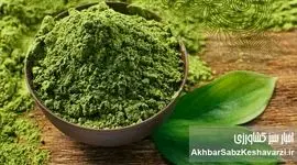 ماچا یا چای سبز؟ داستان پرطرفدارترین نوشیدنی سبز این روزها