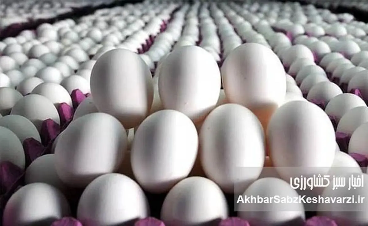 تخم مرغ دوباره ارزان شد! قیمت شانه ۲ کیلویی چند شد؟