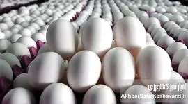 تخم مرغ دوباره ارزان شد! قیمت شانه ۲ کیلویی چند شد؟