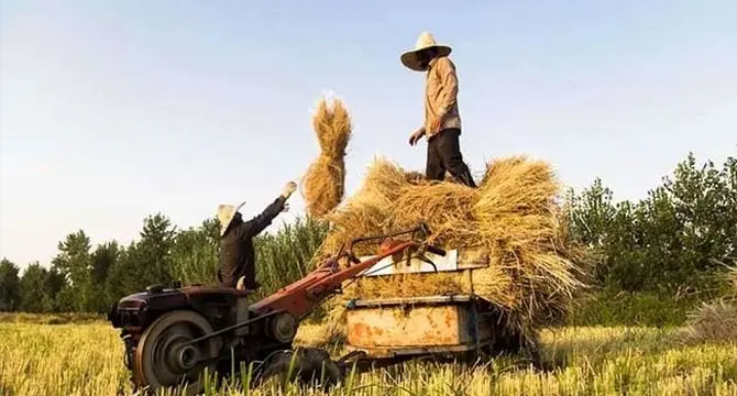 با خودکفایی برنج فاصله چندانی نداریم

