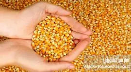 گوشت و مرغ در تله سقف‌های ارزی