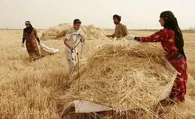 وقتی گندم به جای نان علوفه می‌شود/ قیمت ۲۰۵۰۰ تومانی دیگر جوابگو نیست