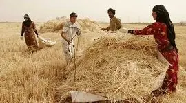 وقتی گندم به جای نان علوفه می‌شود/ قیمت ۲۰۵۰۰ تومانی دیگر جوابگو نیست