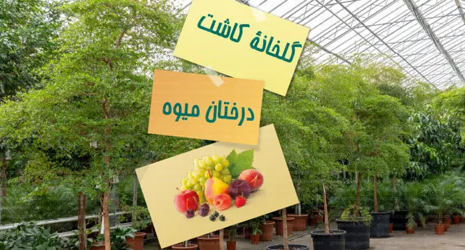 گلخانه کاشت درختان میوه

