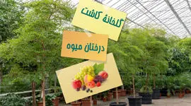 گلخانه کاشت درختان میوه

