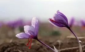 بازار زعفران ایران دو دستی تقدیم افغانستان شد

