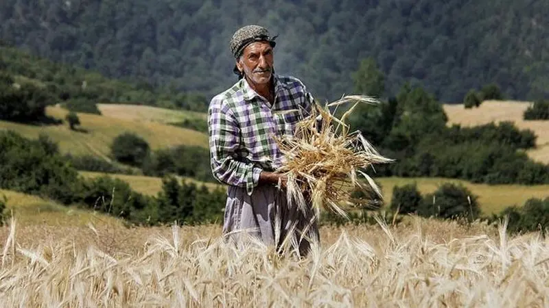 گلایه‌های دردناک گندمکار لرستانی از تاخیر در پرداخت مطالبات خود+ ویدئو

