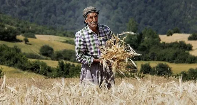 گلایه‌های دردناک گندمکار لرستانی از تاخیر در پرداخت مطالبات خود+ ویدئو

