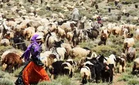 سرمایه‌گذاری در عشایر، کلید خودکفایی ایران در تولید گوشت قرمز