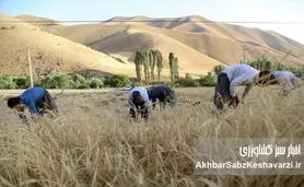 مطالبات گندمکاران دوباره دیرکرد خورد