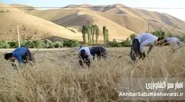 مطالبات گندمکاران دوباره دیرکرد خورد