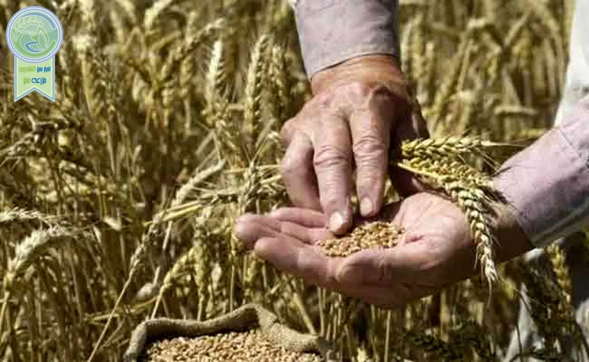 افزایش ۳۰ درصدی تولید گندم با توزیع به موقع کود

